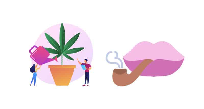 CBD Flower in Northern Ireland – A Comprehensive Guide